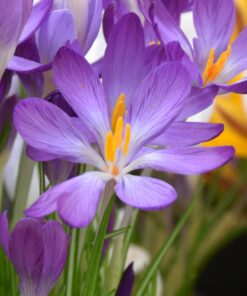 tommasinianus Whitewell Purple
