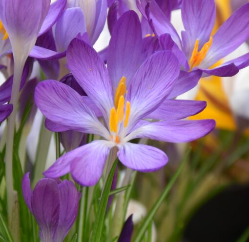 tommasinianus Whitewell Purple