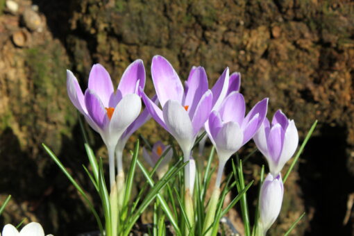 Vanguard 8/9cm