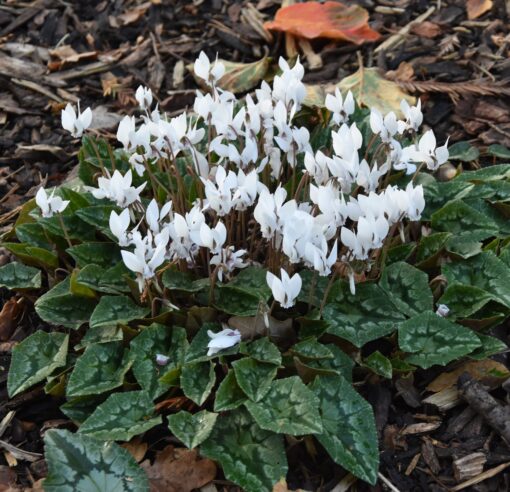 hederifolium Album