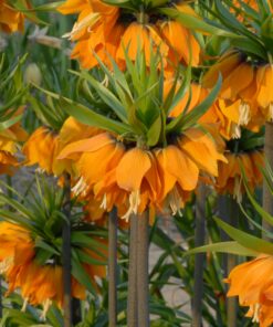 imperialis Sulpherino
