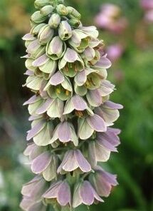 persica Bicolor
