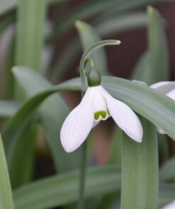 elwesii var. monostictus 'H. Purcell'