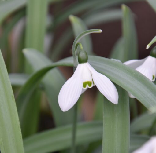 elwesii var. monostictus 'H. Purcell'