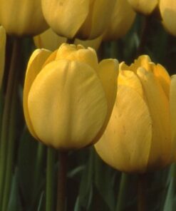 Golden Apeldoorn