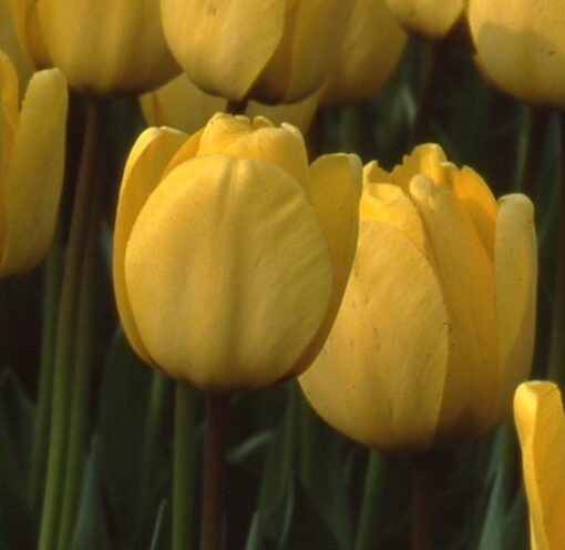 Golden Apeldoorn