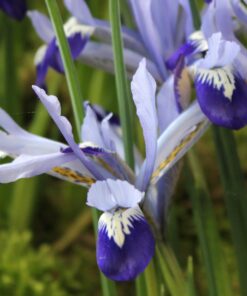 reticulata Clairette