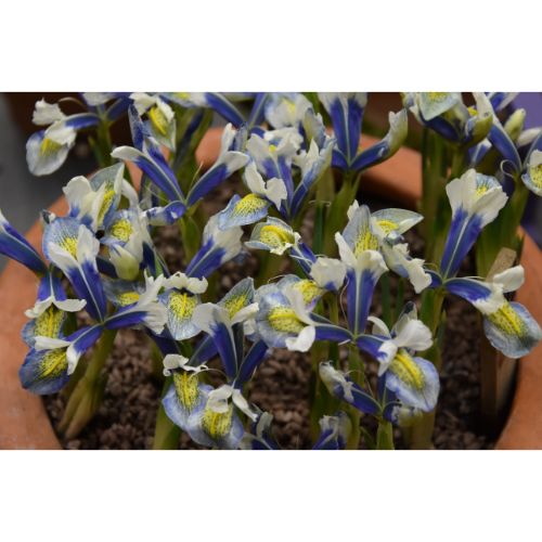 reticulata Sea Breeze Jacques Amand Wholesale