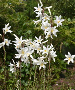 candidum