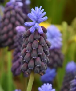 latifolium