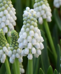 aucheri White Magic