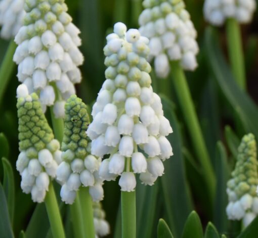 aucheri White Magic