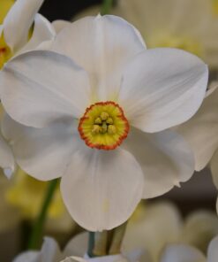 Actaea