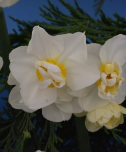 Cheerfulness