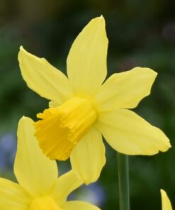 February Gold