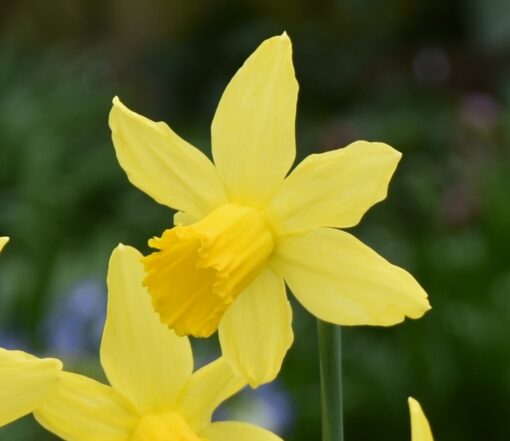 February Gold