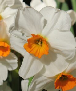 Geranium