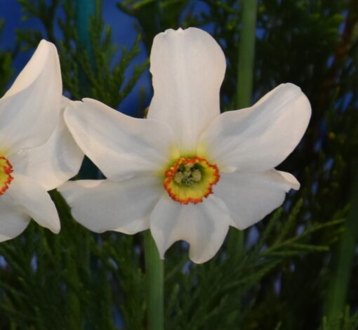 poeticus recurvus (syn. Pheasant's Eye )