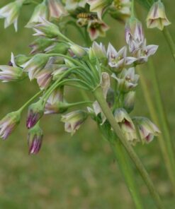 siculum ssp. bulgaricum