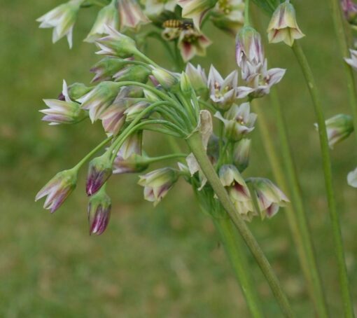 siculum ssp. bulgaricum