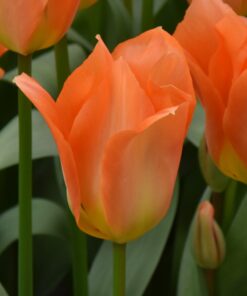 Orange Emperor