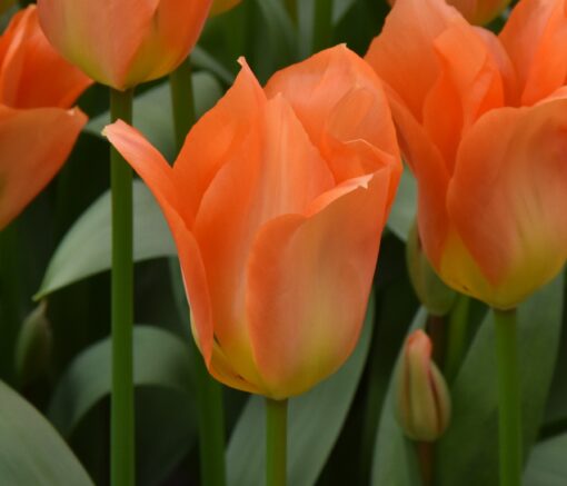 Orange Emperor