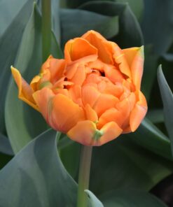 Orange Princess