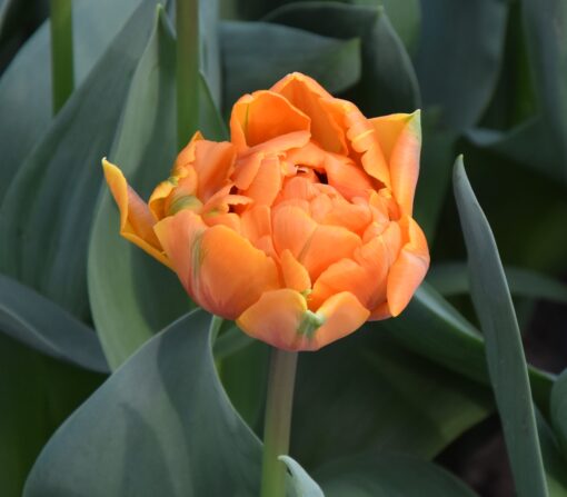 Orange Princess