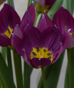 humilis Persian Pearl