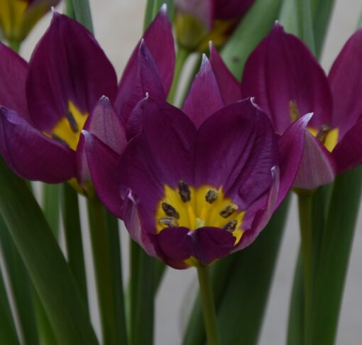 humilis Persian Pearl