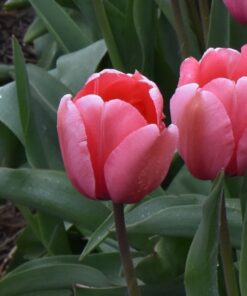 Pink Impression