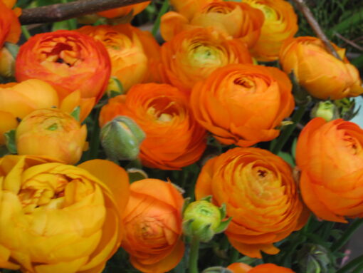 Aviv Orange