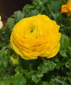 Aviv Yellow