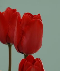 Red Impression