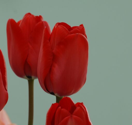 Red Impression