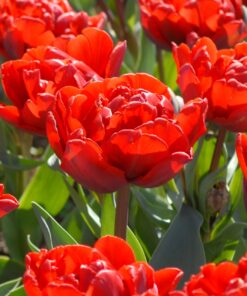 Red Princess