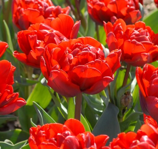 Red Princess