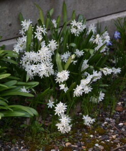 siberica Alba 7/8cm