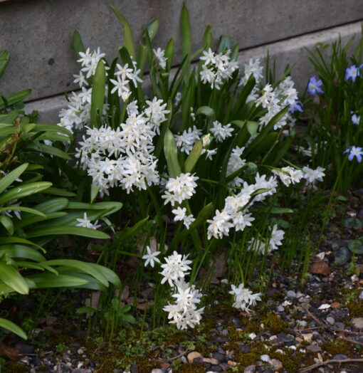 siberica Alba 7/8cm