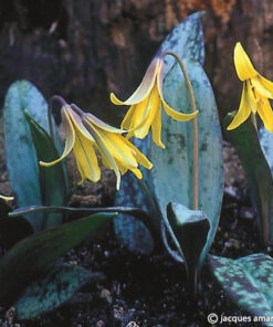 americanum (syn umbilicatum)