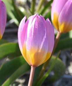 bakeri Lilac Wonder