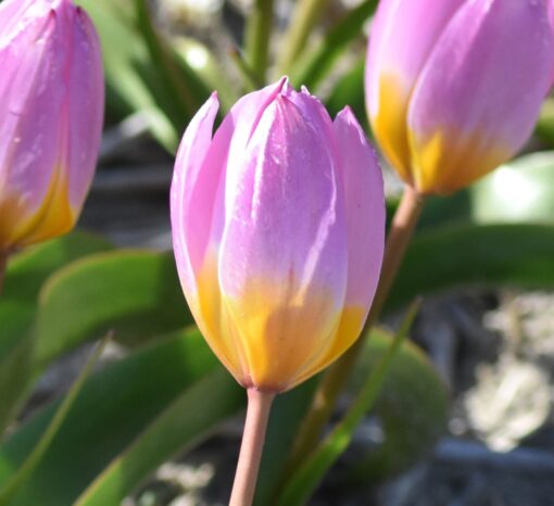 bakeri Lilac Wonder