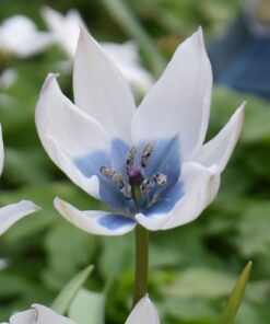 humilis Albocaerulea
