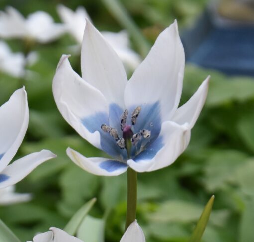 humilis Albocaerulea