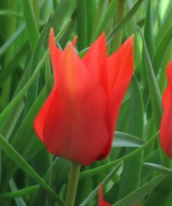 linifolia