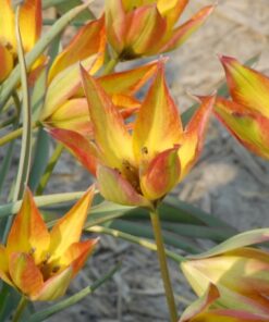 orphanidea Flava