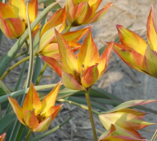 orphanidea Flava