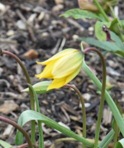 sylvestris
