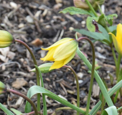 sylvestris
