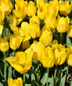 Duc van Tol Yellow